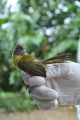 Hylophilus thoracicus