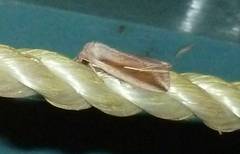 Mythimna decisissima