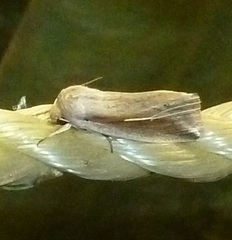 Mythimna decisissima