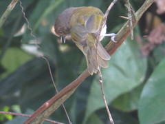 Hylophilus thoracicus