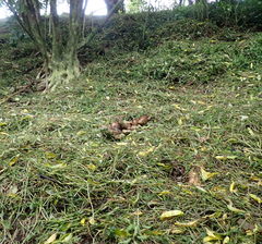 Piper excelsum excelsum