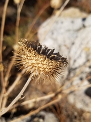 Cirsium neomexicanum