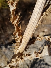 Cirsium neomexicanum
