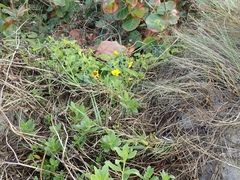 Helianthus debilis image