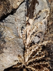 Cirsium neomexicanum