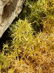 Galium andrewsii