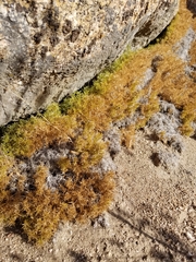 Galium andrewsii