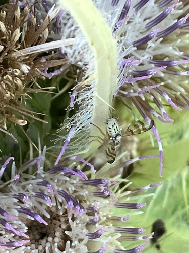 Unknown species found near Payette National Forest, McCall, ID, US