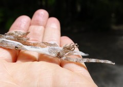 Mokopirirakau granulatus
