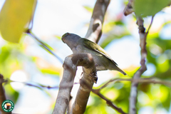 Ilicura militaris
