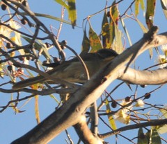 Lichenostomus cratitius