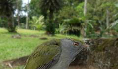Ilicura militaris