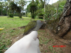 Ilicura militaris