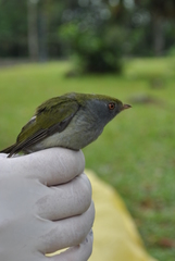Ilicura militaris