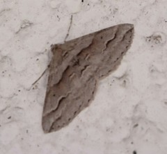 Syneora fractata
