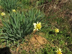 Narcissus × incomparabilis