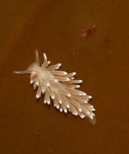 Neat Aeolid, photo 4 of 10