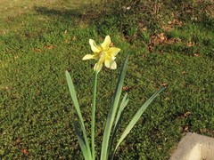 Narcissus × incomparabilis