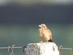 Mirafra javanica