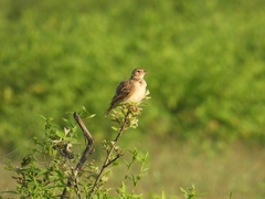 Mirafra javanica