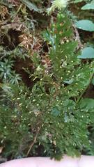 Trichomanes obscurum