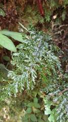 Trichomanes obscurum