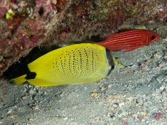 Chaetodon miliaris