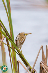 Ixobrychus involucris