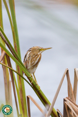 Ixobrychus involucris