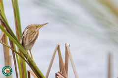 Ixobrychus involucris