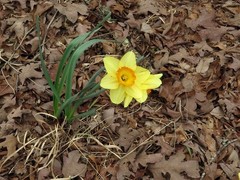 Narcissus × incomparabilis