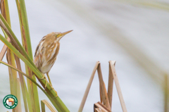 Ixobrychus involucris