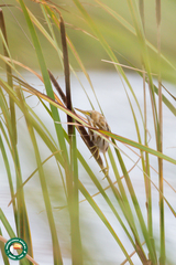 Ixobrychus involucris