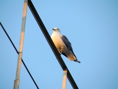 Larus canus