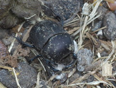 Geotrupes opacus