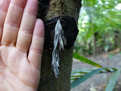 Mokopirirakau granulatus