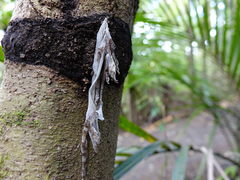 Mokopirirakau granulatus