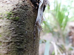 Mokopirirakau granulatus