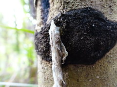 Mokopirirakau granulatus