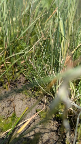 Gaspé Peninsula Arrowgrass (Triglochin gaspensis)