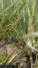 Gaspé Arrowgrass (Triglochin gaspensis)