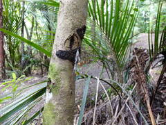 Mokopirirakau granulatus