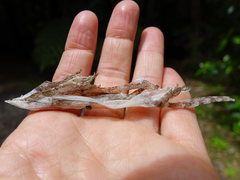 Mokopirirakau granulatus