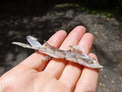 Mokopirirakau granulatus