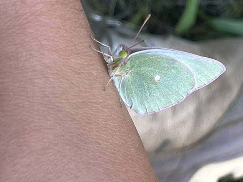 Queen Alexandra’s Sulphur photo 6