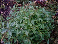 Ocimum basilicum