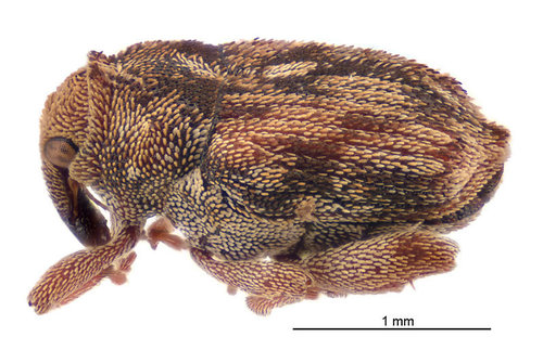 Portulaca leafmining weevil