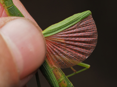 Micadina phluctainoides