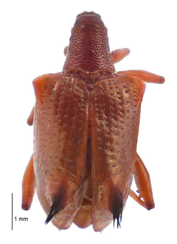 Icmalius