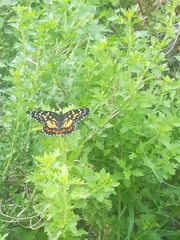 Chlosyne melitaeoides